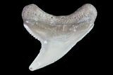 Fossil Tiger Shark Tooth - Lee Creek (Aurora), NC #71071-1